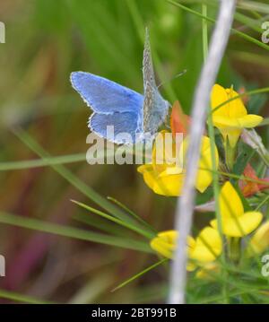 Papillon bleu commun reposant sur une fleur Banque D'Images