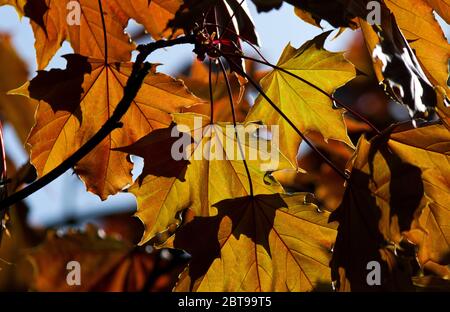 Au début du printemps, la première flush des feuilles de l'érable de Norvège est une couleur caramel pastel. Les feuilles sont d'abord pleines de tanins pour protéger contre le vor Banque D'Images