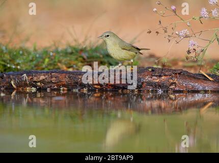 Verruriers à couronne orange (Leiothlypes celata), Texas, États-Unis Banque D'Images