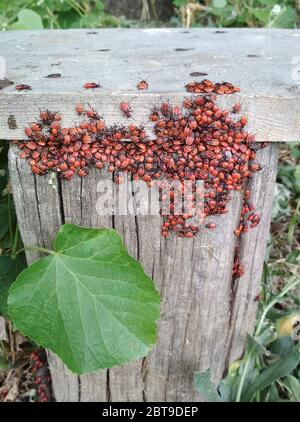 Grand groupe de punaises rouges sur un vieux banc en bois Banque D'Images