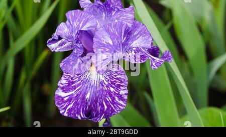 Une fois que cette fleur de l'iris à barbe bleue s'ouvre, la fleur devient violette dans un délai d'une journée environ Banque D'Images