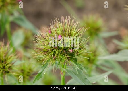 Un autre gros plan d'une fleur de William douce unique s'ouvrant dans la lumière de l'aube Banque D'Images