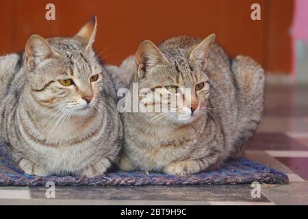 gros plan de deux chats assis sur un tissu à la maison Banque D'Images