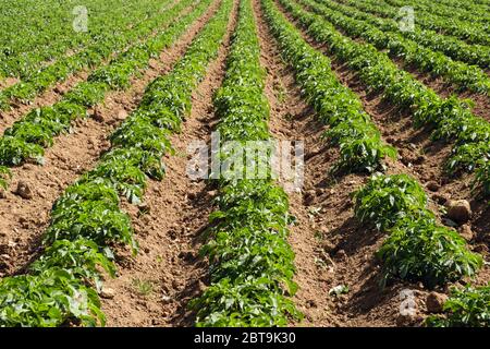 Culture de pommes de terre avec des rangées de plantes qui poussent en lignes droites dans un champ au début de l'été. Île d'Anglesey, pays de Galles, Royaume-Uni, Grande-Bretagne Banque D'Images