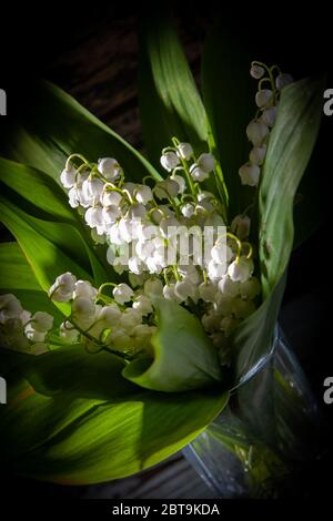 bouquet de printemps de lys de la vallée en verre, tiré dans une clé sombre Banque D'Images