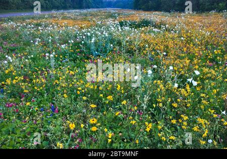 Au printemps, les coquelicots blancs et les tournesols dominent le champ des fleurs sauvages, au bord de la route, dans le parc national de Goliad, près de Goliad, Texas, États-Unis Banque D'Images