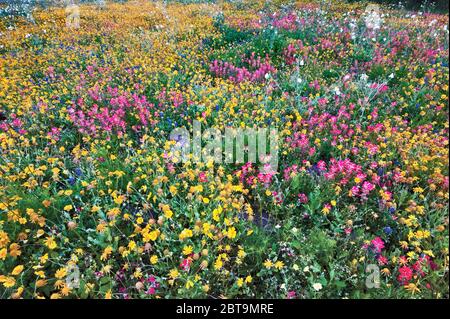 Fleurs sauvages au bord de la route au printemps, parc national Goliad, près de Goliad, Texas, États-Unis Banque D'Images