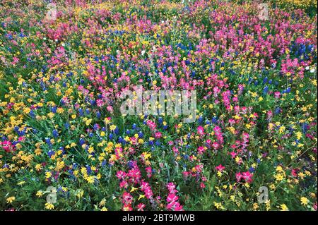 Bluebonnets, tournesols et fleurs sauvages de pinceaux indiens au bord de la route au printemps, parc national de Goliad, près de Goliad, Texas, États-Unis Banque D'Images