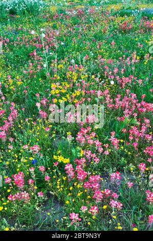 Des fleurs sauvages de pinceaux indiens avec quelques tournesols, des bluebonnets et des coquelicots blancs sur le bord de la route au printemps, parc national de Goliad, Texas, États-Unis Banque D'Images
