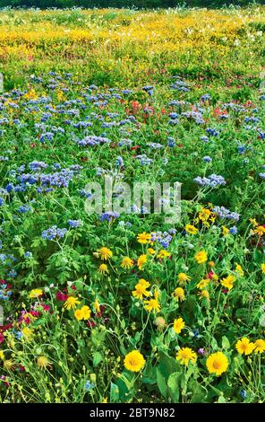 Brumes bleues (Conoclinium coelestinum), pâquerettes de Huisache (Amblyolepis setigera) et autres fleurs sauvages, printemps, parc national de Goliad, Texas, États-Unis Banque D'Images