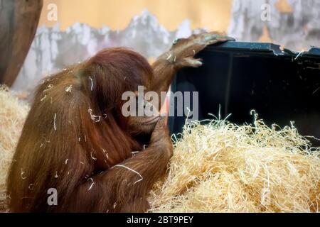 orangutan jouant avec des copeaux de bois (photo en gros plan) Banque D'Images