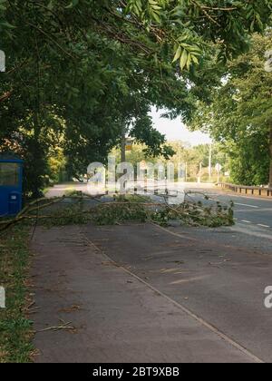 Un arbre soufflé par le vent bloque la piste cyclable sur l'A59 à Hutton, Lancashire, Royaume-Uni Banque D'Images