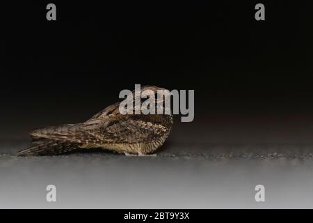 Une boîte de nuit européenne (Caprimumgus europaeus) sur le sol dans une route pendant la nuit Banque D'Images