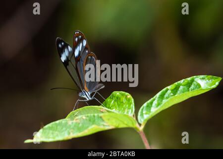 Serre papillon reposant sur une feuille dans la forêt tropicale. Banque D'Images