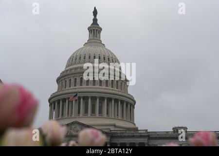 États-Unis d'Amérique. 25 mars 2020. Le Capitole des États-Unis le 25 mars 2020, à Washington, DC. Le Sénat américain était sur le point de passer mercredi un plan de secours massif pour les Américains et les entreprises ravagées par la pandémie du coronavirus, alors que les hôpitaux de New York se vanaient d'une vague de patients infectés. Crédit : Alex Edelman/ZUMA Wire/Alay Live News Banque D'Images