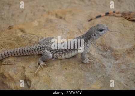 Dragon d'eau australien, Physignathus lesueurii Banque D'Images