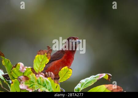 Une femelle Tanager à bec argenté qui perce dans un arbre dans la forêt tropicale. Banque D'Images