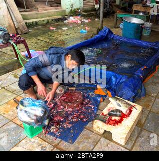 Bac Ha, Vietnam, 3 janvier 2020 - vue de dessus sur les mains d'un pêcheur nettoyant une nageoire à poisson sur sa table de travail Banque D'Images