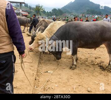 Bac Ha, Vietnam, 5 janvier 2020 - personnes qui vendent des vaches asiatiques sur un marché d'animaux Banque D'Images