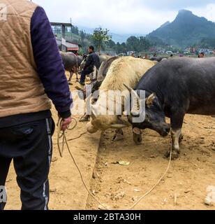 Bac Ha, Vietnam, 5 janvier 2020 - personnes qui vendent des vaches asiatiques sur un marché d'animaux Banque D'Images