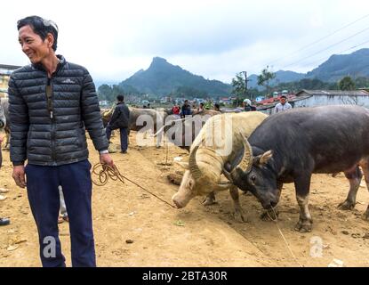 Bac Ha, Vietnam, 5 janvier 2020 - personnes qui vendent des vaches asiatiques sur un marché d'animaux Banque D'Images