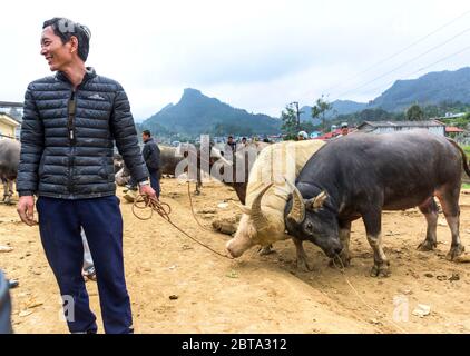 Bac Ha, Vietnam, 5 janvier 2020 - personnes qui vendent des vaches asiatiques sur un marché d'animaux Banque D'Images