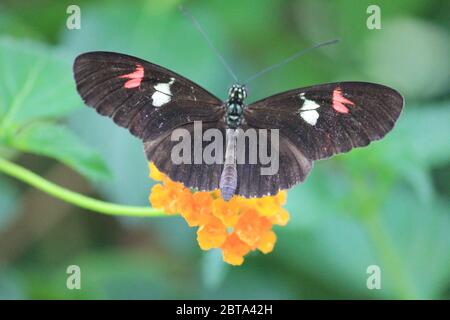 Le grand papillon Mormon Banque D'Images