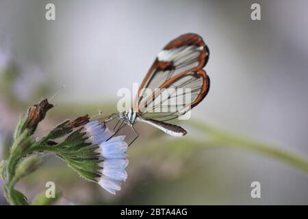 Glasswing butterfly Banque D'Images