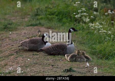 Une famille d'Oies s'est assise sur une bordure d'herbe dans le West Yorkshire. Banque D'Images