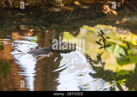 Le lézard de surveillance est semi-aquatique et pousse généralement jusqu'à environ 2 m de long. Un carnivore extrême le lézard mangera n'importe quoi plus petit que lui-même Banque D'Images