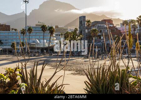 Tiges de fleurs de vera d'aloès rétroéclairées par le soleil du matin à Playa la Pinta pendant la phase un de la désescalade du Covid 19, coronavirus, État de l'Emer Banque D'Images