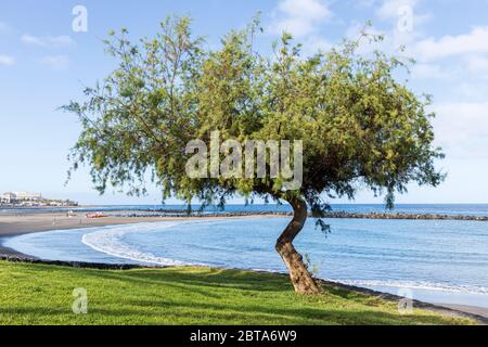 Arbre à Playa Troya pendant la phase un de désescalade du Covid 19, coronavirus, état d'urgence, Costa Adeje, Tenerife, îles Canaries, Espagne Banque D'Images