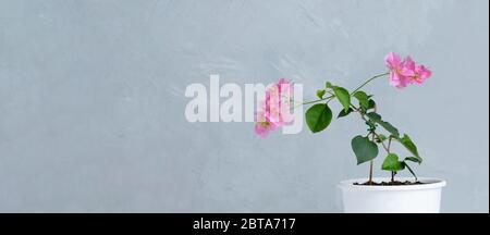 Bougainvilliers roses en pot de fleurs blanc. Gris sur fond Banque D'Images