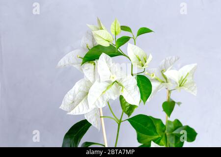 Bougainvilliers blancs fleurs en pot de fleurs blanches. Gris sur fond. Banque D'Images