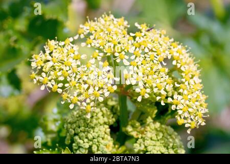 Alexanders (smyrnium olusatrum), gros plan d'une seule tête de fleur montrant les petites fleurs jaune-verdâtre. Banque D'Images