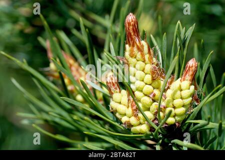 PIN d'Écosse (pinus sylvestris), gros plan montrant les fleurs mâles commençant à fleurir à la fin d'une branche. Banque D'Images