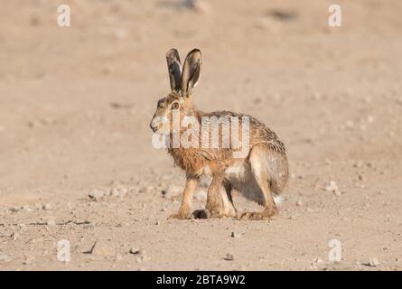 Brown Hare, How Hill, Watergate Road, près de l'abbaye de Fountains, North Yorkshire Banque D'Images