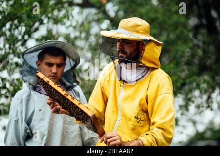 Apiculteurs travaillant avec les abeilles Banque D'Images