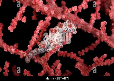 Le pygmée de Bargibant (Hippocampus bargibanti) dans un corail de ventilateur. Pulau Koon, Îles Banda, Indonésie Banque D'Images