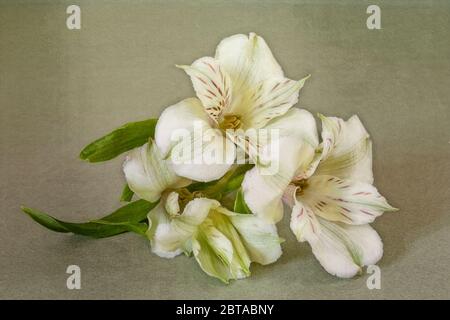 Alstroemeria Banque D'Images