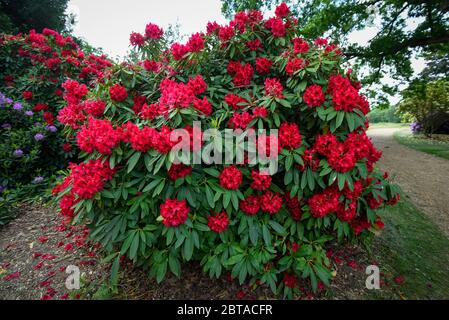 Iver, Royaume-Uni. 24 mai 2020. Météo au Royaume-Uni : les rhododendrons fleurissent par temps chaud dans les jardins du Temple de Langley Park, maintenant ouvert au public de nouveau, le gouvernement britannique ayant légèrement assoupli les restrictions de confinement en cas de pandémie du coronavirus. Ancien terrain de chasse royal, le parc Langley est relié au roi Henry VIII, à la reine Elizabeth I et à la reine Victoria. Chaque année, les masses de fleurs fleurissent de mars à juin. Credit: Stephen Chung / Alay Live News Banque D'Images