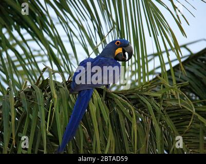 Jacinthe Macaw (Nodorhynchus hyacinthinus) sur une branche de palmier. Pantanal, Brésil Banque D'Images