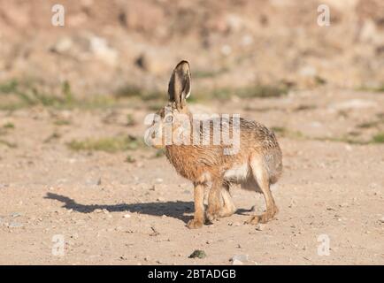 Brown Hare, How Hill, Watergate Road, près de l'abbaye de Fountains, North Yorkshire Banque D'Images