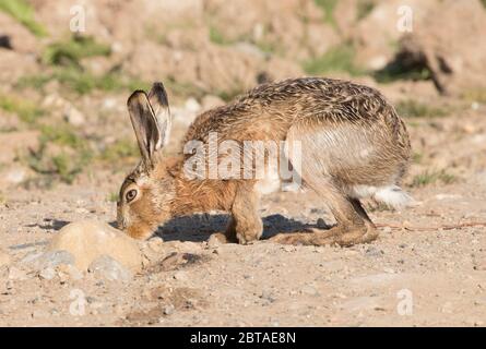 Brown Hare, How Hill, Watergate Road, près de l'abbaye de Fountains, North Yorkshire Banque D'Images