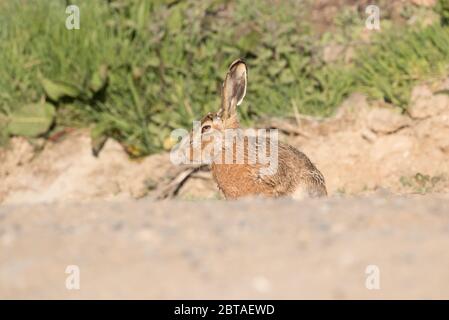 Brown Hare, How Hill, Watergate Road, près de l'abbaye de Fountains, North Yorkshire Banque D'Images