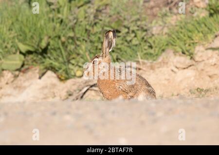 Brown Hare, How Hill, Watergate Road, près de l'abbaye de Fountains, North Yorkshire Banque D'Images