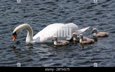 East Lothian, Écosse, Royaume-Uni, 24 mai 2020. Météo au Royaume-Uni : quatre cygnets d'une semaine avec parent cygne muet dans un réservoir au soleil Banque D'Images