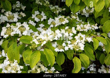 Gros plan de fleurs blanches délicates Viburnum plicatum F. tomentosum 'Mariesii' parmi les feuilles veinées vert foncé. Snowball japonais. Banque D'Images