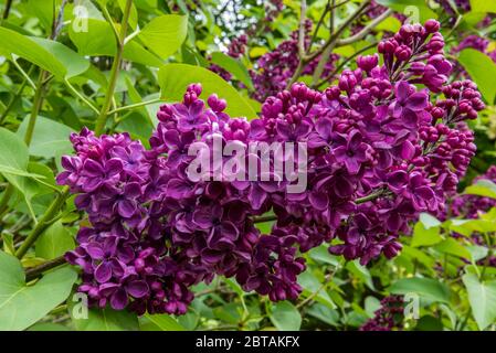 Gros plan de Lilac SYRINGA vulgaris 'Andenken an Ludwig Spath' ('souvenir de Louis Spaeth') fleurit sur un grand arbuste avec des feuilles vertes en arrière-plan. Banque D'Images