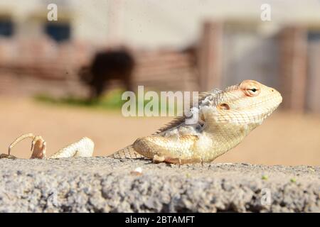 Un caméléon assis sur le mur attendant de manger Banque D'Images